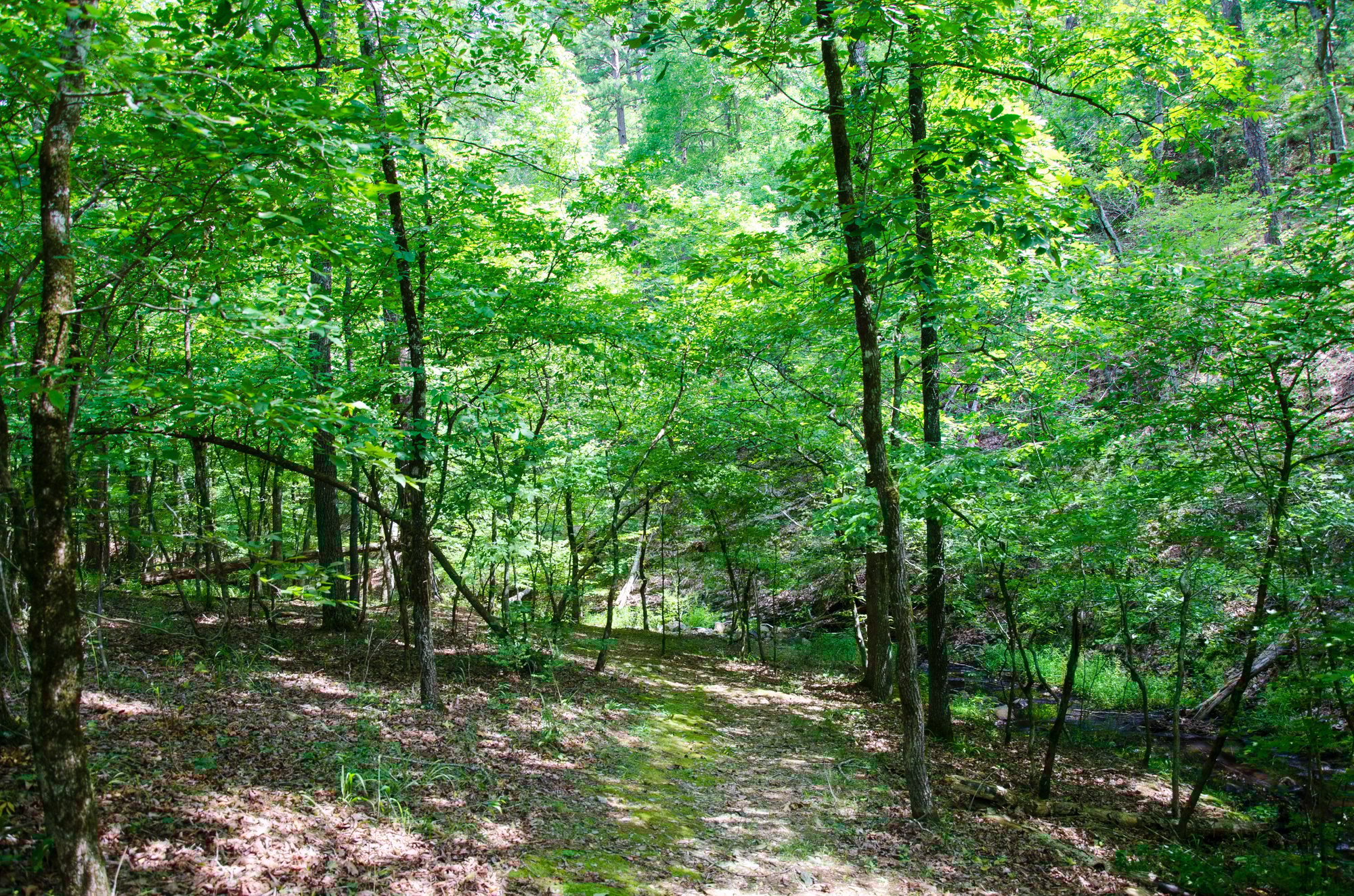 Creek Walk Trail